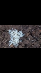 Scolopendra viridicornis