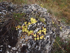 Sempervivum globiferum