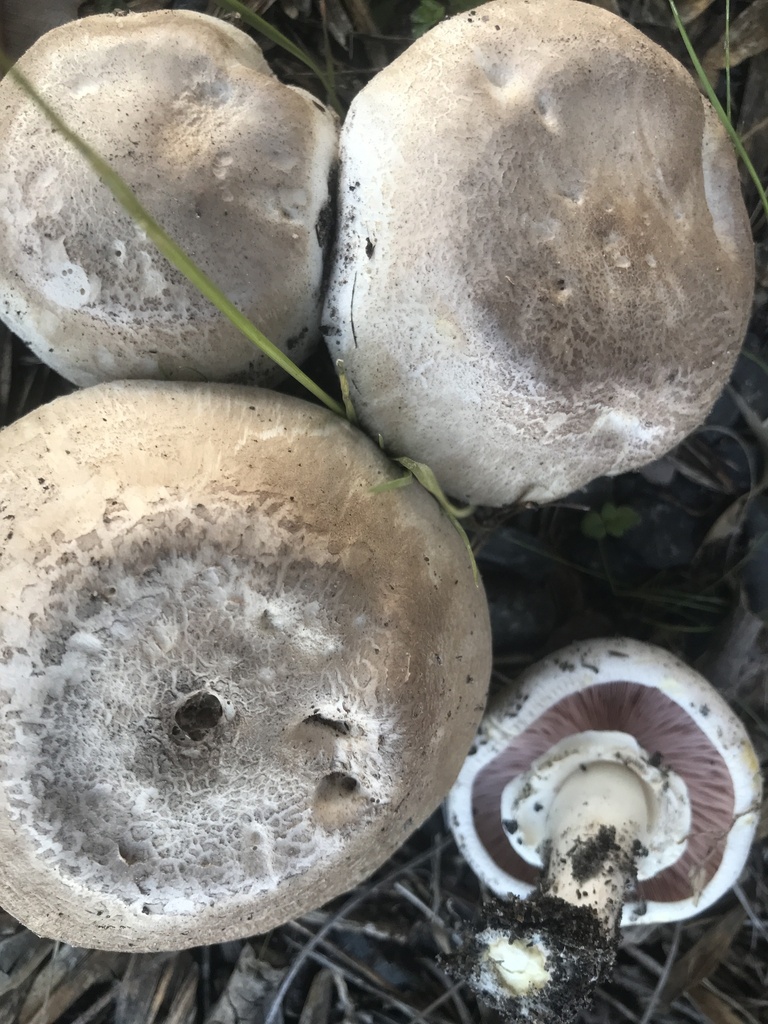 Agaricus xanthodermus · April 2025 · photo: © annbentley (iNaturalist, cc-by)