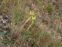 Sempervivum globiferum