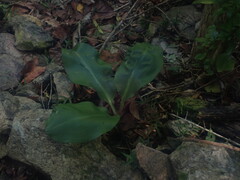 Scadoxus membranaceus, photograph (c) Nanna Joubert, some rights reserved (CC BY-SA)
