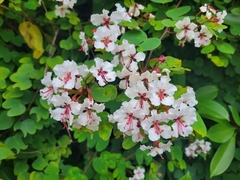 Cheniella corymbosa