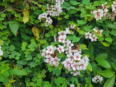 Cheniella corymbosa, photograph Fiona Chan-Cary, CC BY, iNaturalist via GBIF