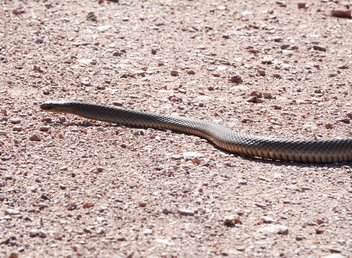 Eastern Brown Snake sighting