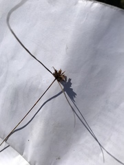 Cyperus lupulinus