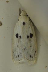 Scythropiodes issikii