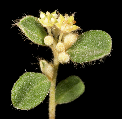 Polianthion wichurae