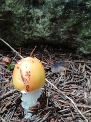 Amanita junquillea