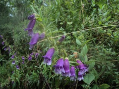 Penstemon gentianoides