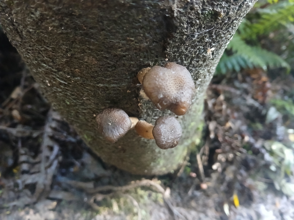 Armillaria novae-zelandiae · April 2025 · photo: © bigfarma2017 (iNaturalist, cc-by)