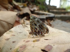 Catapaecilma major