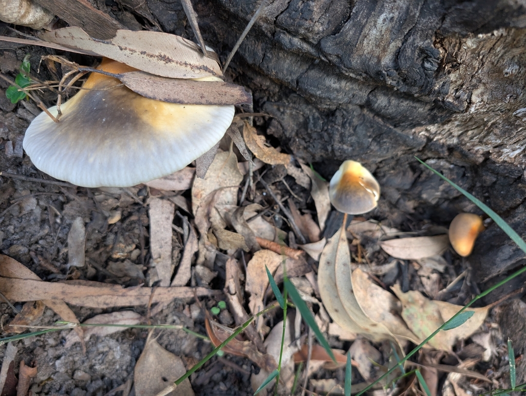 Omphalotus nidiformis · April 2025 · photo: © teacay (iNaturalist, cc-by-nc)