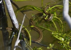 Nerodia clarkii clarkii