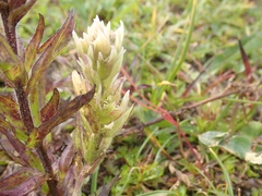 Castilleja parviflora albida