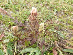 Castilleja parviflora albida