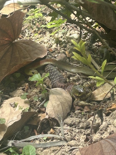 Heller's Red-necked Keelback