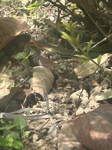 Heller's Red-necked Keelback