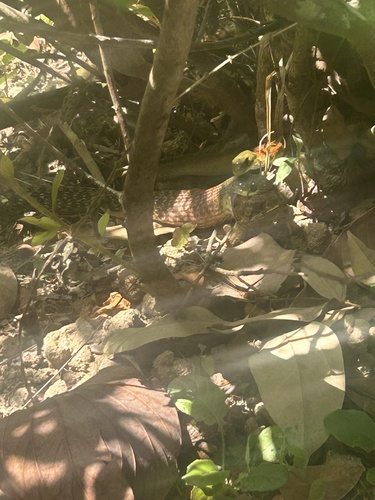 Heller's Red-necked Keelback