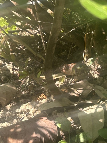 Heller's Red-necked Keelback