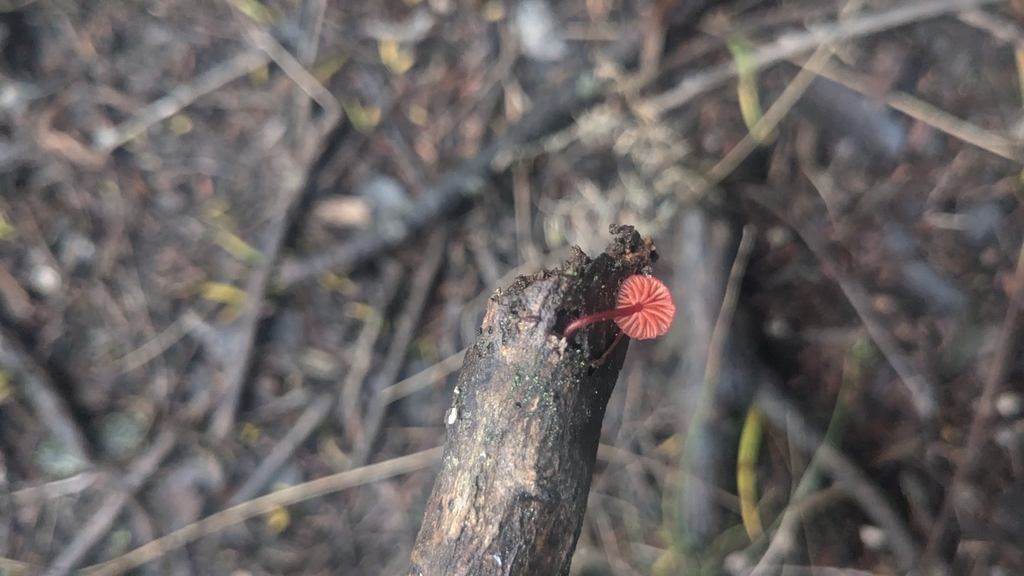 Cruentomycena viscidocruenta · April 2025 · photo: © maria4483 (iNaturalist, cc0)