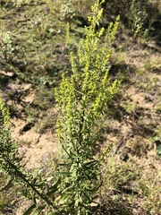 Solidago speciosa rigidiuscula