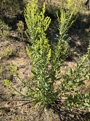 Solidago speciosa rigidiuscula