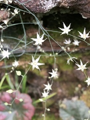 Stenanthium diffusum