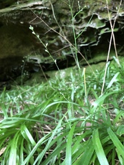 Stenanthium diffusum