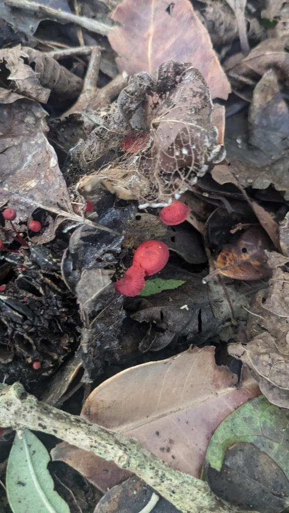 Cruentomycena viscidocruenta · April 2025 · photo: © maria4483 (iNaturalist, cc0)