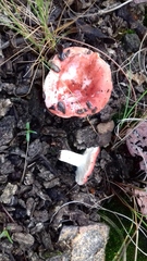 Russula mexicana