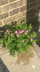 Epilobium hirsutum