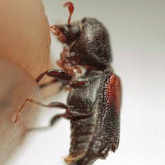 Xylobiops basilaris