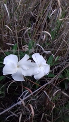 Mandevilla hypoleuca