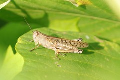 Shirakiacris shirakii