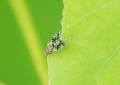 Homoneura euaresta