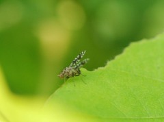 Homoneura euaresta
