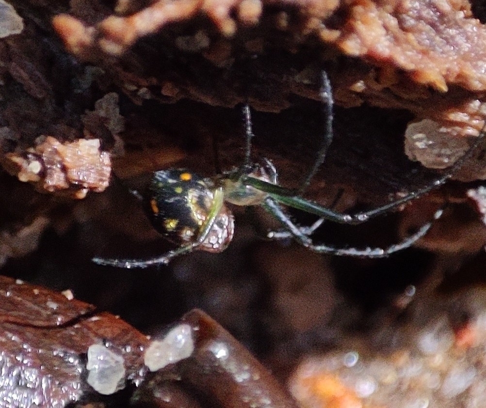 Leucauge argyrescens