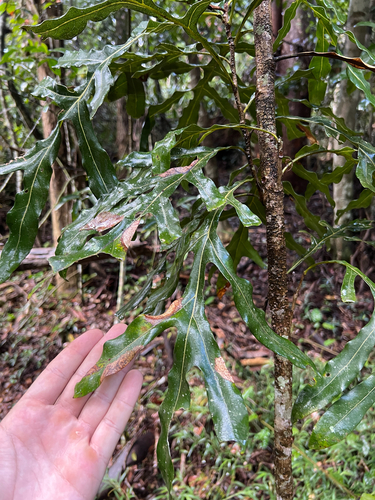 Stenocarpus sinuatus