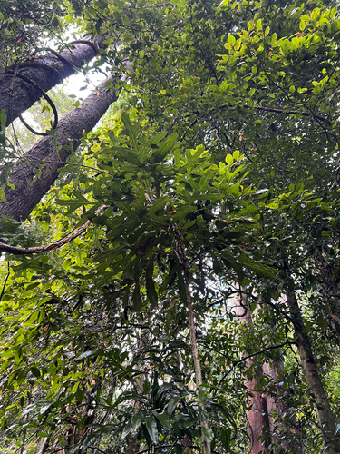 Stenocarpus sinuatus