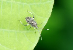 Eurystylus coelestialium