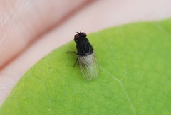 Minettia longipennis