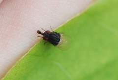 Minettia longipennis