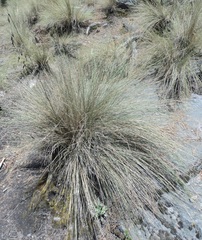 Festuca tolucensis