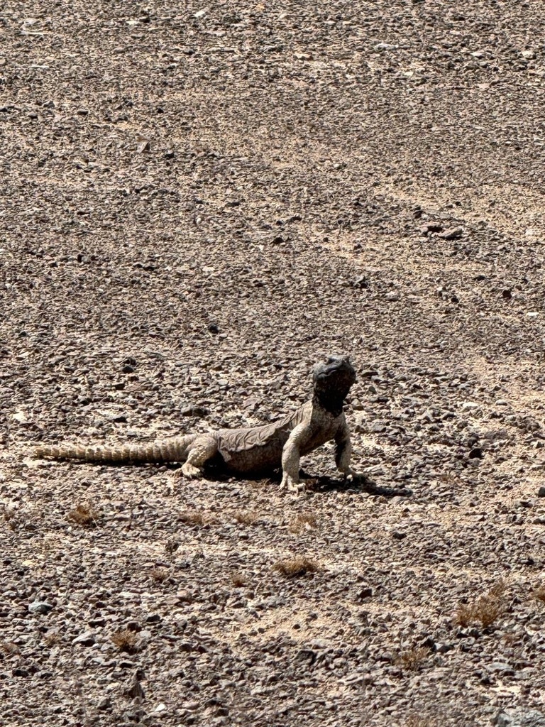 April Lizard Egyptian Spiny–tailed Lizard in April 2025 by amnalteneiji · iNaturalist