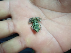 Eleutherodactylus nitidus