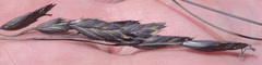 Festuca tolucensis