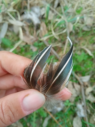 Plume de Sarcelle d'été