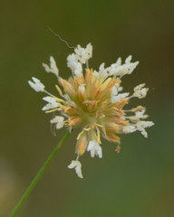 Juncus chlorocephalus