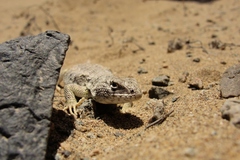 Liolaemus nigromaculatus