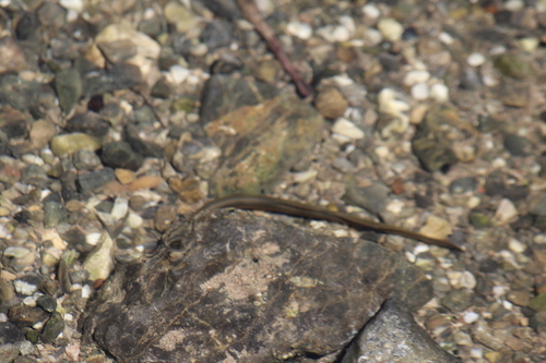 Carpathian brook lamprey (Eudontomyzon danfordi) — Petromyzontidae — 3